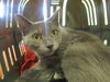 adoptable Cat in ocala, FL named A360862