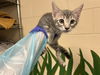 adoptable Cat in ocala, FL named A360864