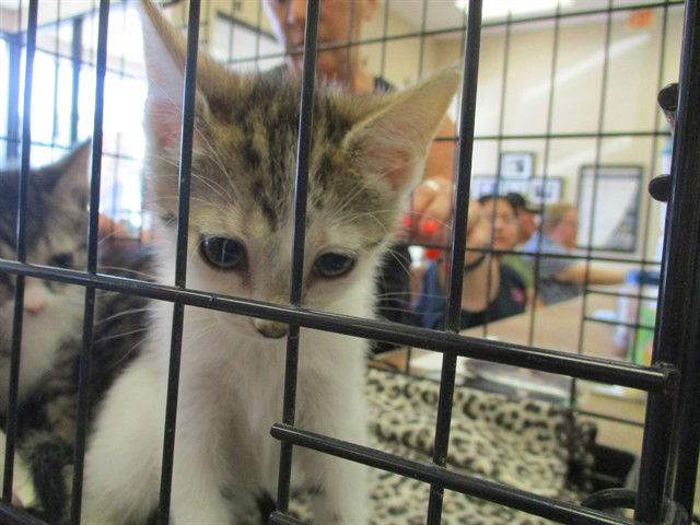 adoptable Cat in Ocala, FL named A363127