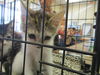 adoptable Cat in ocala, FL named A363127