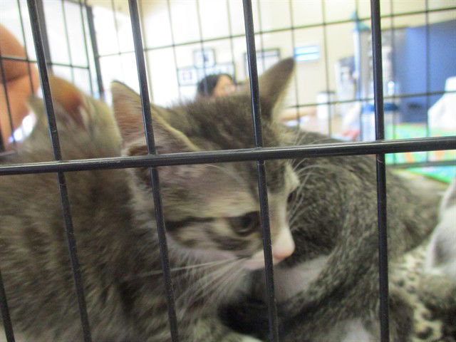adoptable Cat in Ocala, FL named A363128