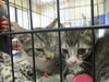 adoptable Cat in ocala, FL named A363130