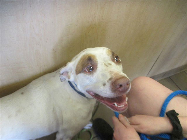 adoptable Dog in Ocala, FL named A364673