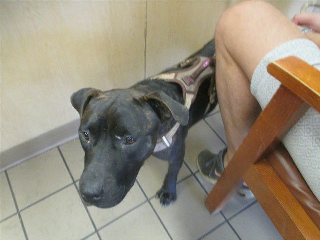 adoptable Dog in Ocala, FL named TOMMY