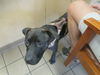 adoptable Dog in  named TOMMY