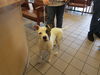 adoptable Dog in  named LEFT EYE