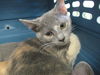 adoptable Cat in ocala, FL named ANA