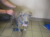 adoptable Dog in  named MILKSHAKE