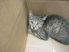 adoptable Cat in ocala, FL named YARDSTICK