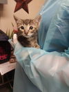 adoptable Cat in ocala, FL named A360497