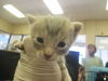adoptable Cat in ocala, FL named A360502