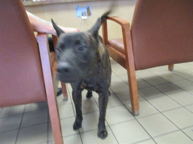 adoptable Dog in Ocala, FL named JAH