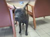 adoptable Dog in  named JAH