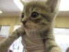 adoptable Cat in ocala, FL named APRIL