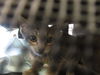 adoptable Cat in ocala, FL named A363117