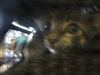 adoptable Cat in ocala, FL named A363118