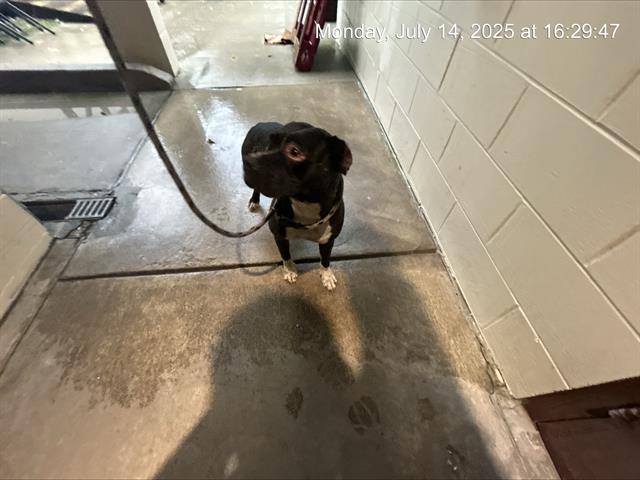 adoptable Dog in Ocala, FL named BAND-AID
