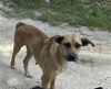 adoptable Dog in  named DEERWOOD