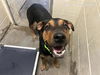 adoptable Dog in Ocala, FL named *CIDER