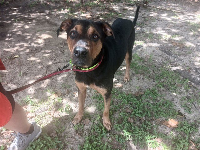 adoptable Dog in Ocala, FL named *CIDER