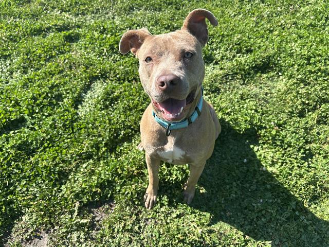 adoptable Dog in Ocala, FL named DIAMOND