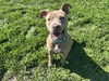 adoptable Dog in Ocala, FL named DIAMOND