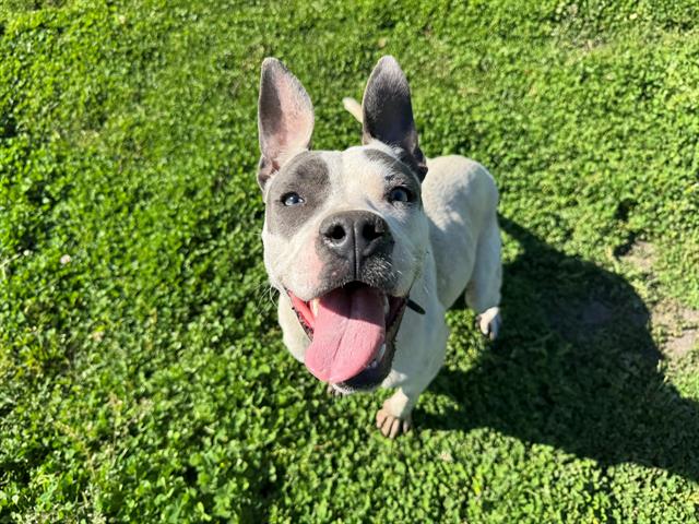 adoptable Dog in Ocala, FL named TANGERINE