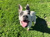 adoptable Dog in Ocala, FL named TANGERINE