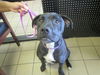 adoptable Dog in Ocala, FL named GOOSE