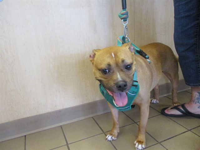 adoptable Dog in Ocala, FL named BIBI