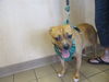 adoptable Dog in Ocala, FL named BIBI
