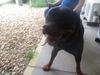 adoptable Dog in Ocala, FL named A364442