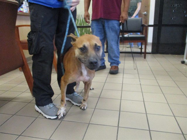 adoptable Dog in Ocala, FL named A364455