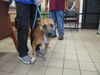 adoptable Dog in Ocala, FL named A364455
