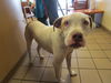 adoptable Dog in Ocala, FL named JASPER