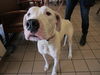 adoptable Dog in Ocala, FL named MAYA