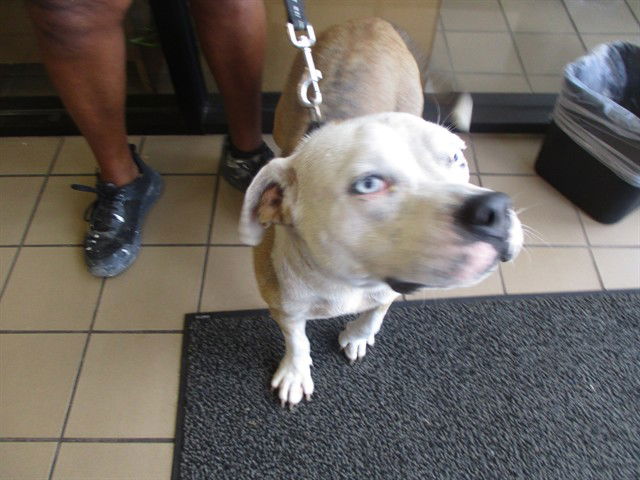 adoptable Dog in Ocala, FL named LIONEL