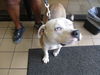 adoptable Dog in Ocala, FL named A364582