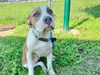adoptable Dog in Ocala, FL named A364584