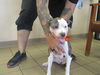 adoptable Dog in Ocala, FL named A364679