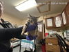 adoptable Cat in Ocala, FL named FRED