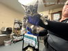 adoptable Cat in Ocala, FL named RODNEY