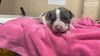 adoptable Dog in  named STRETCH