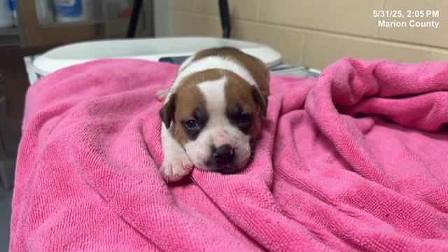 adoptable Dog in Ocala, FL named NALA