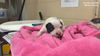 adoptable Dog in  named PUCK