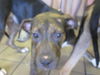 adoptable Dog in  named MERCEDES