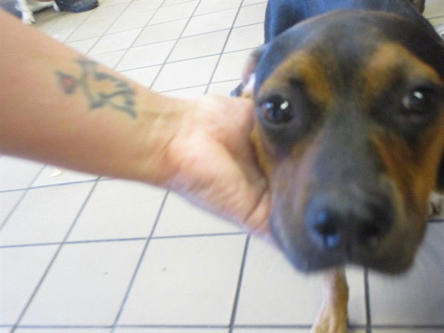 adoptable Dog in Ocala, FL named TANYA