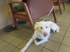 adoptable Dog in  named ANGEL