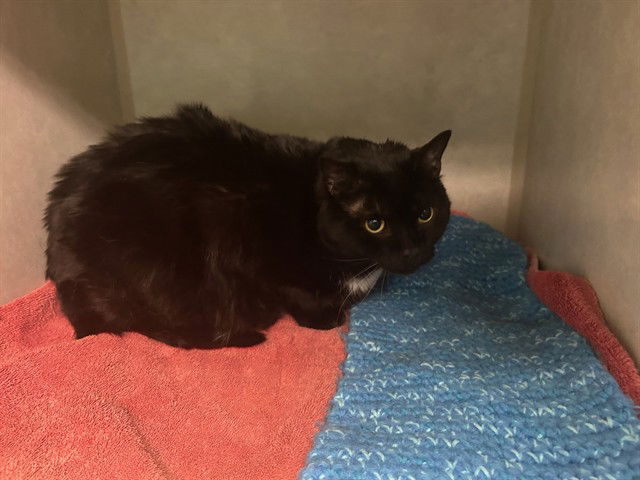 adoptable Cat in Ocala, FL named RUKIA
