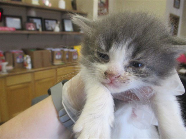adoptable Cat in Ocala, FL named CHARMEN